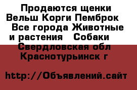 Продаются щенки Вельш Корги Пемброк  - Все города Животные и растения » Собаки   . Свердловская обл.,Краснотурьинск г.